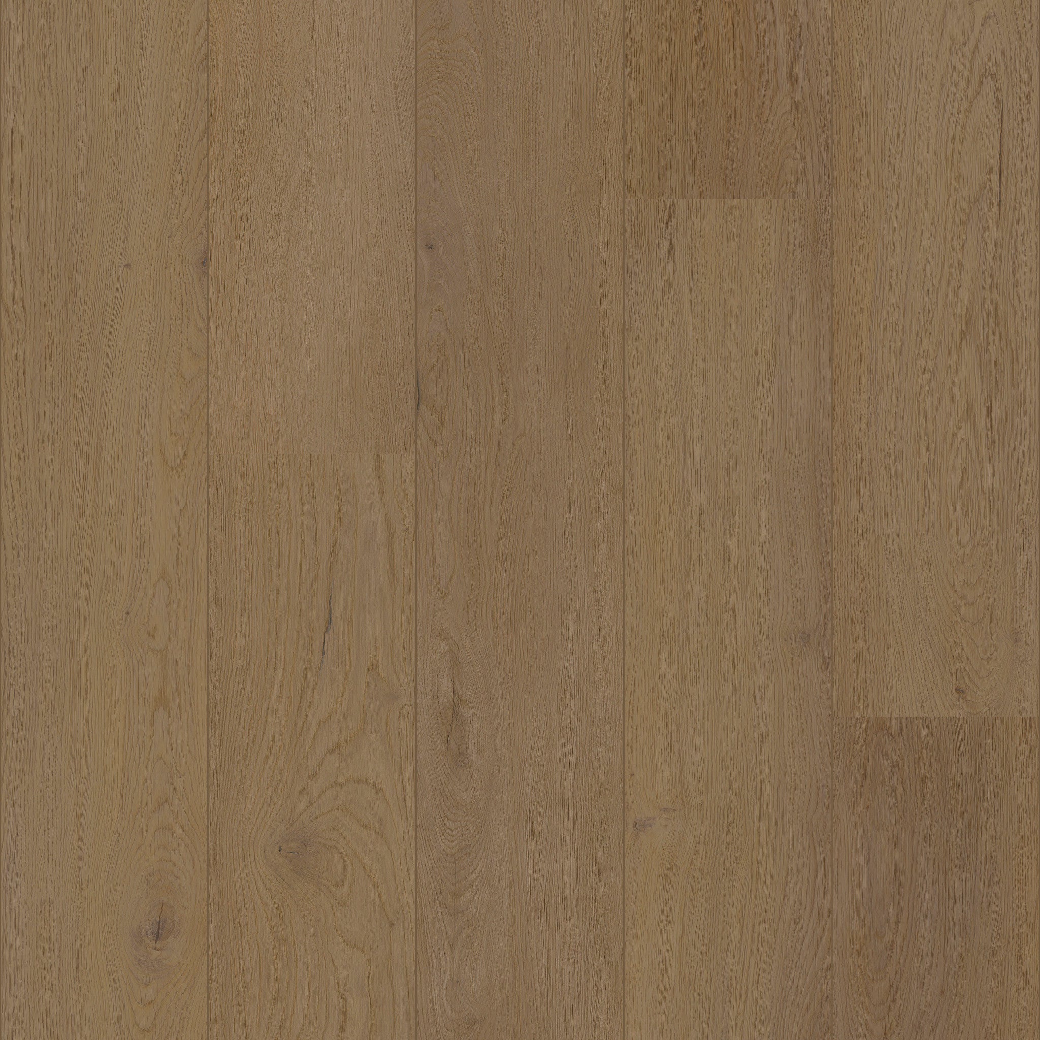 Sorrel - 50 LVRE 2556